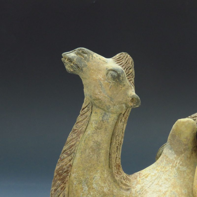 tang camel head